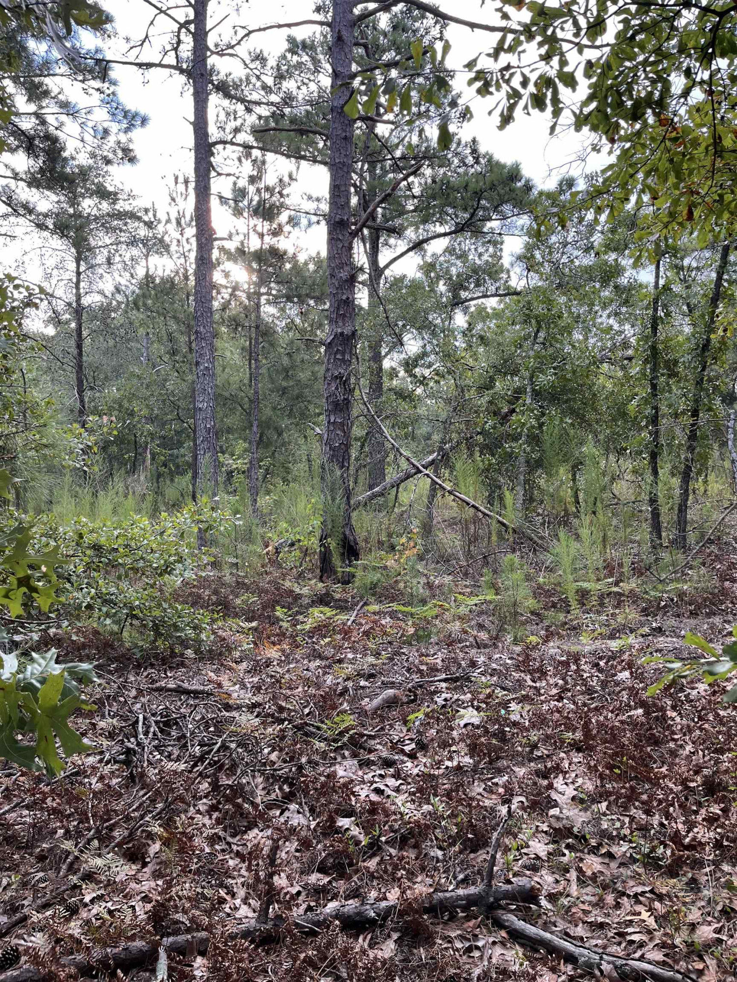 Tbd Brewington Avenue Rockingham, NC 28379 - Photo 19 of 21 Photo 20