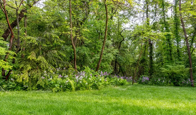 a view of a lush green space