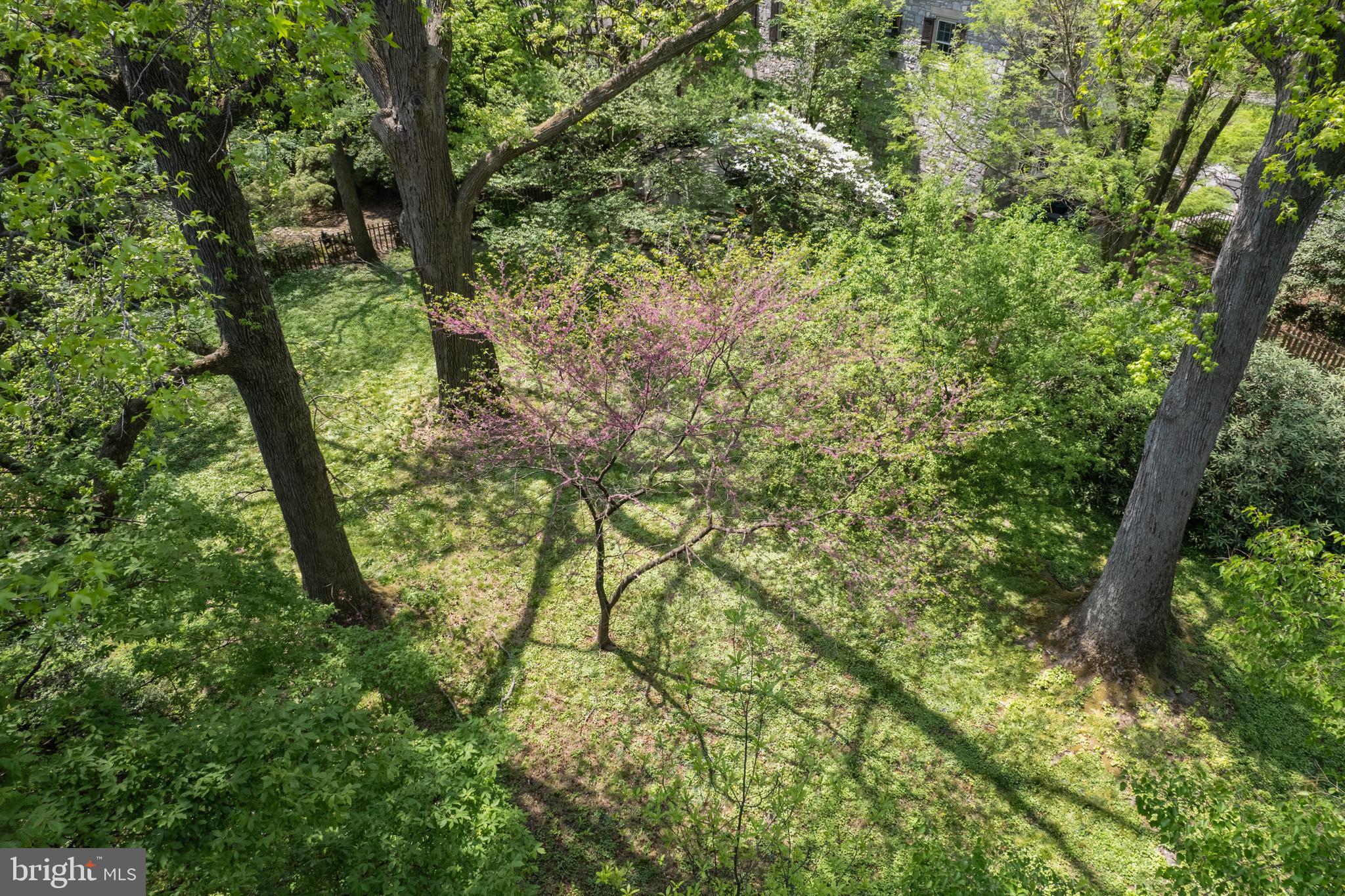 8408 Prospect Avenue Philadelphia, PA 19118 - Photo 3 of 11 a view of a yard