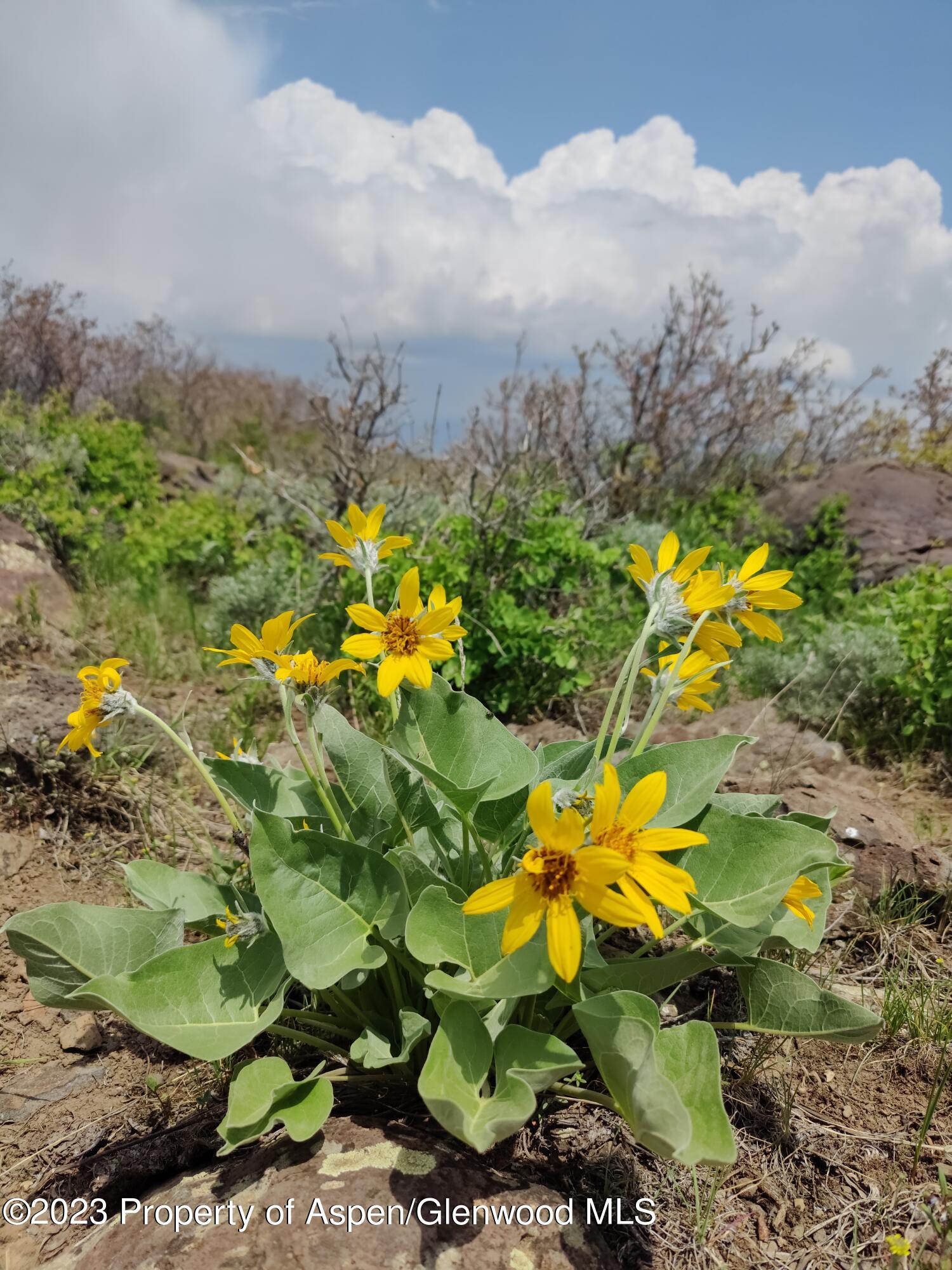317 Rifle Co 81650 Rifle, CO 81650 - Photo 6 of 7 High Country flowers