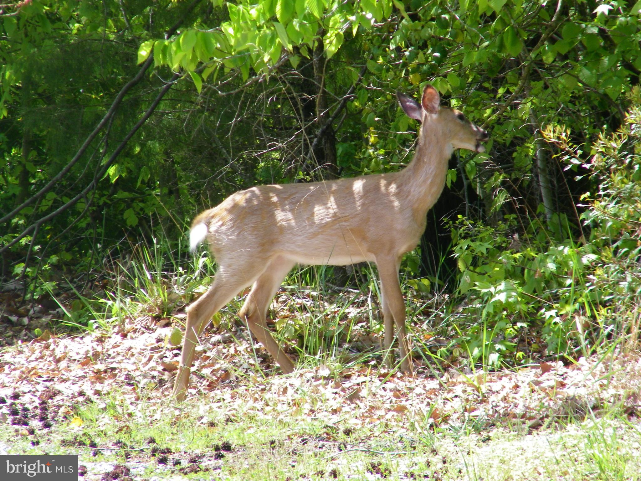 12649 High Sierra Road Lusby, MD 20657 - Photo 31 of 41 Taken at CRE Beach