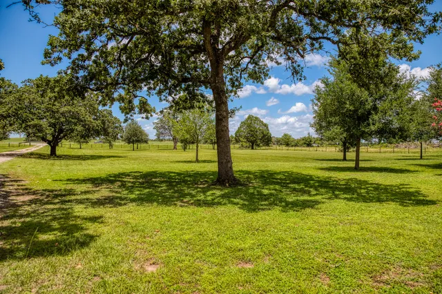 a view of a big yard with a large tree