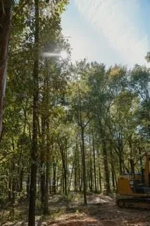 a big yard with trees