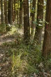 a view of outdoor space with trees