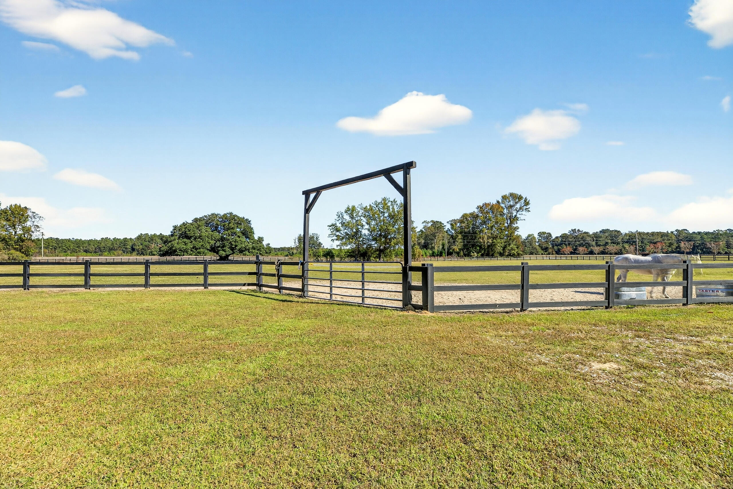294 Nates Store Road Cameron, SC 29030 - Photo 27 of 43 Blue Grass Pastures Fenced
