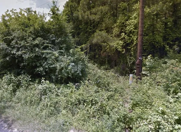 a view of a forest with a tree