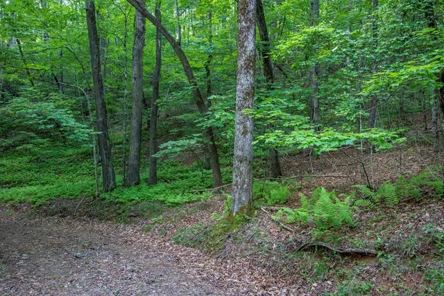 a view of a forest that has large trees