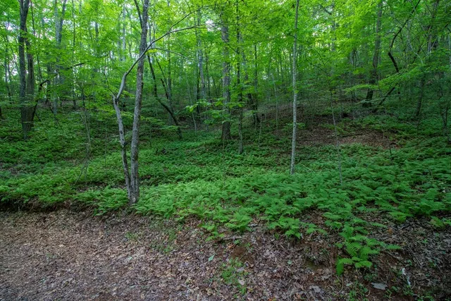 a view of a lush green forest