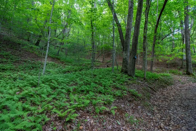 a view of a lush green forest