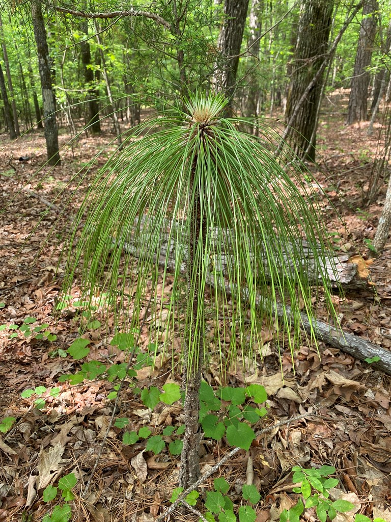 0 Davis Road Hamilton, GA 31811 - Photo 13 of 17