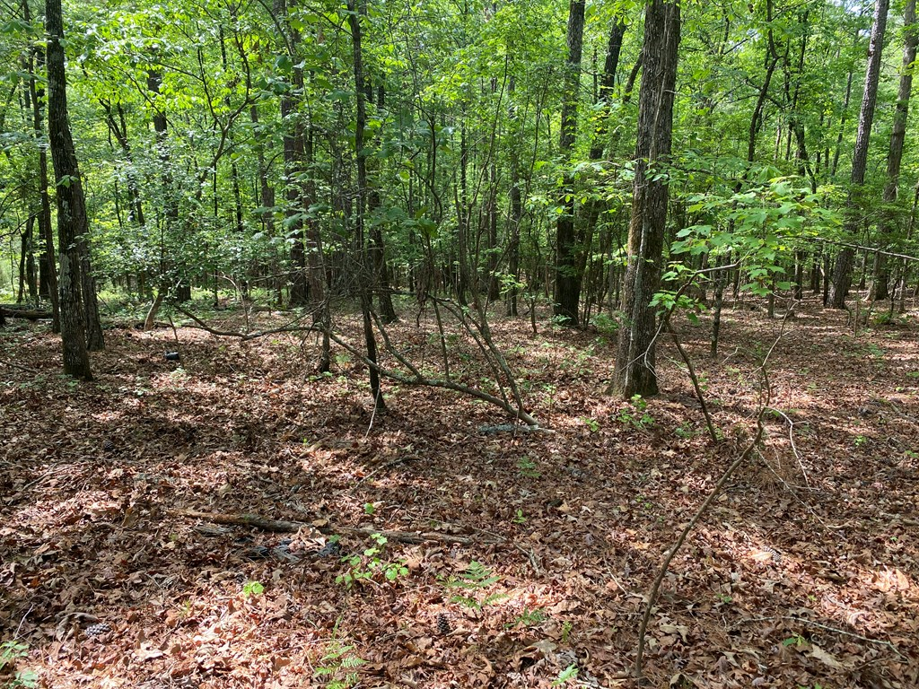 0 Davis Road Hamilton, GA 31811 - Photo 8 of 17