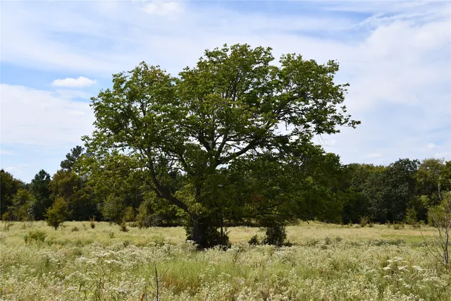 a view of a snow with a tree in the background