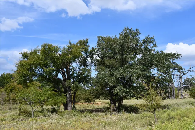 a view of a yard with a tree
