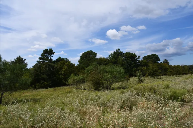 a view of a big yard with a large trees