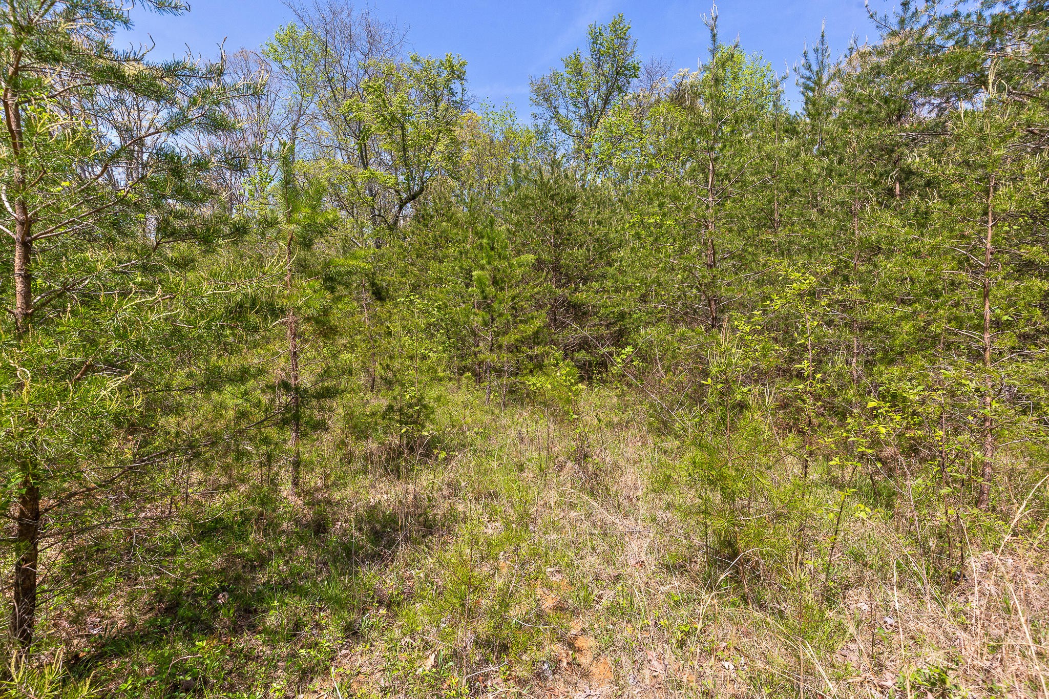 437 County Line Road Signal Mountain, TN 37377 - Photo 12 of 16
