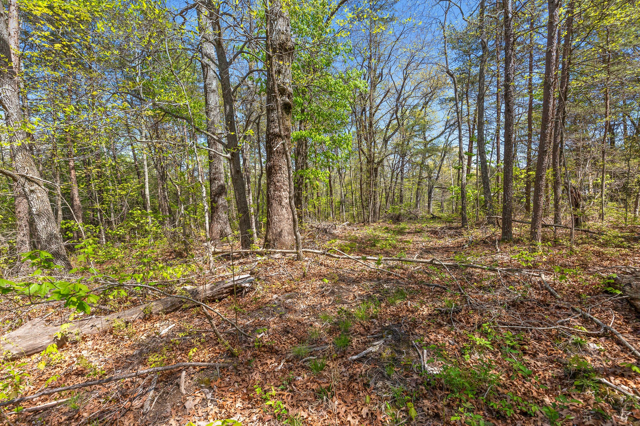 437 County Line Road Signal Mountain, TN 37377 - Photo 13 of 16