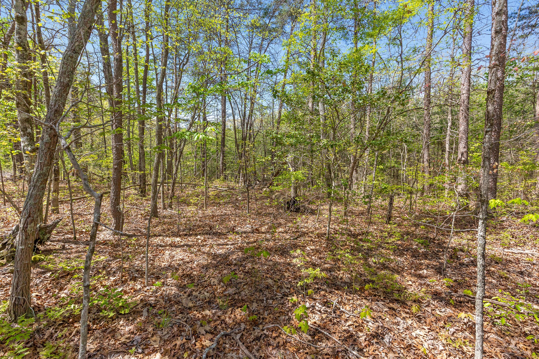 437 County Line Road Signal Mountain, TN 37377 - Photo 14 of 16