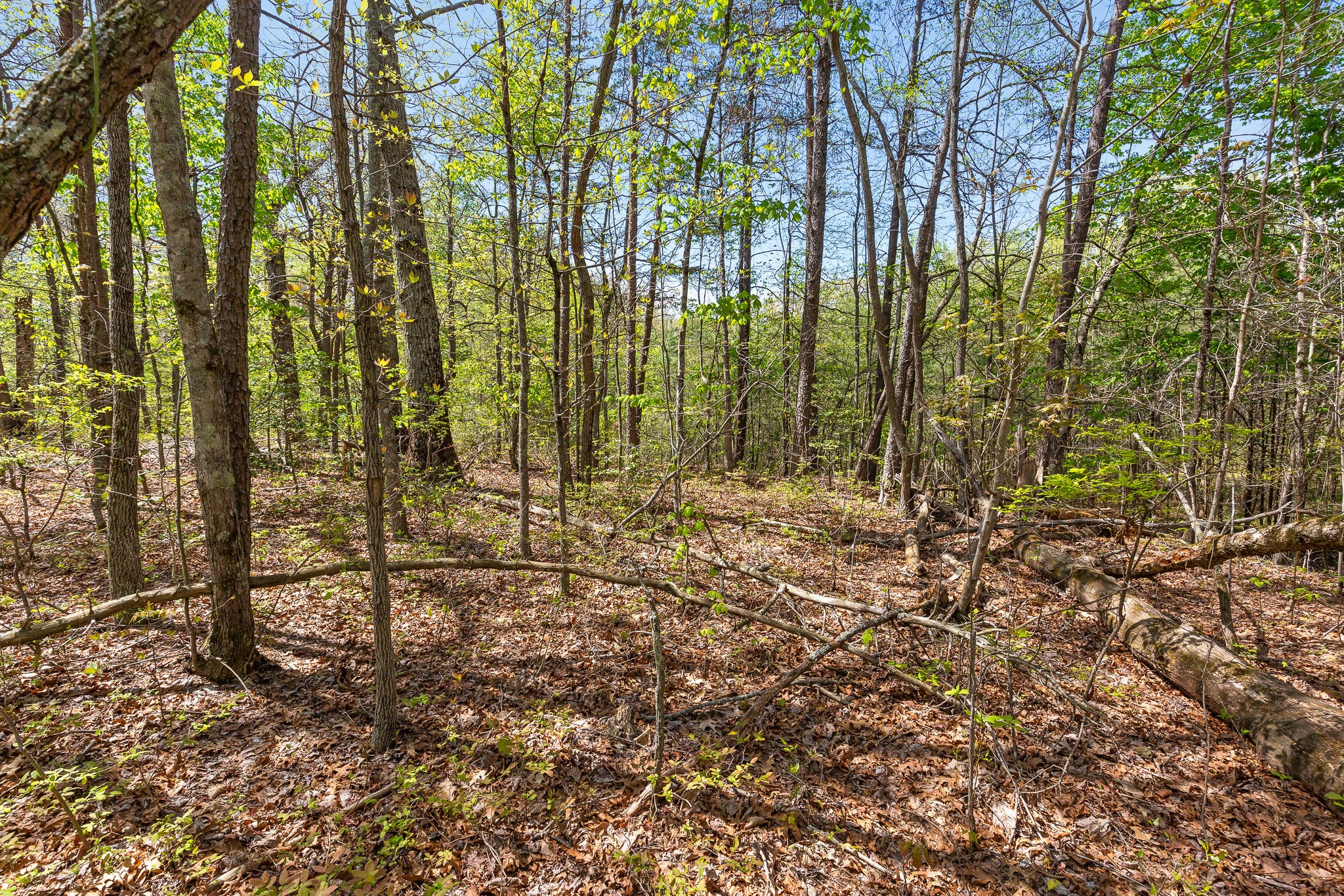 437 County Line Road Signal Mountain, TN 37377 - Photo 8 of 16