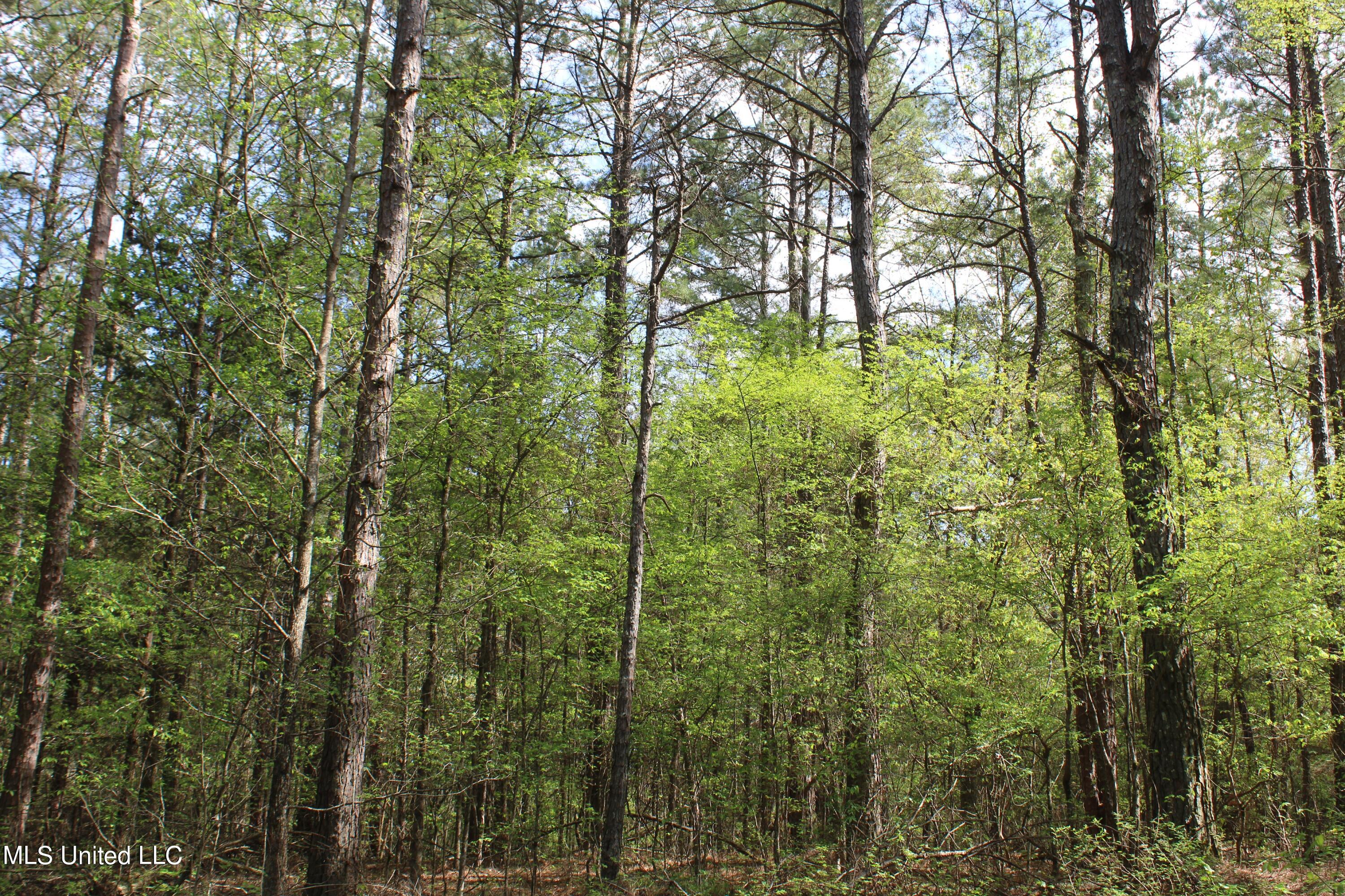 2300 Hamilton Road Falkner, MS 38629 - Photo 16 of 29 IMG_3711