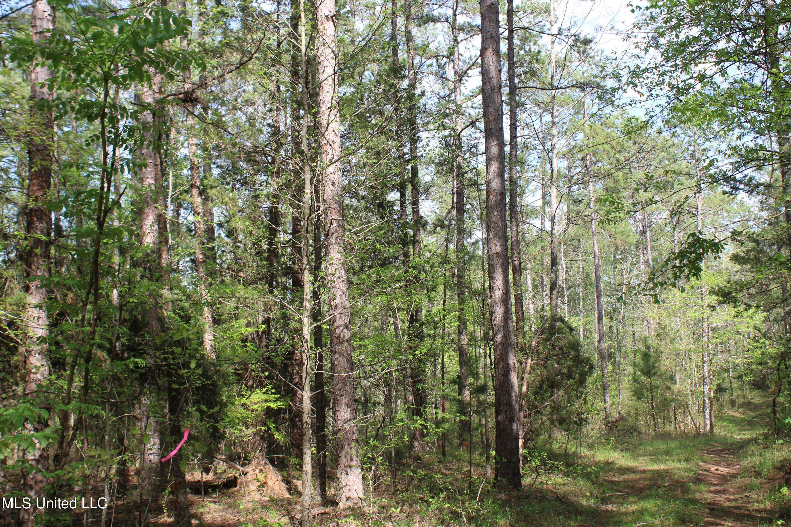 2300 Hamilton Road Falkner, MS 38629 - Photo 17 of 29 IMG_3712