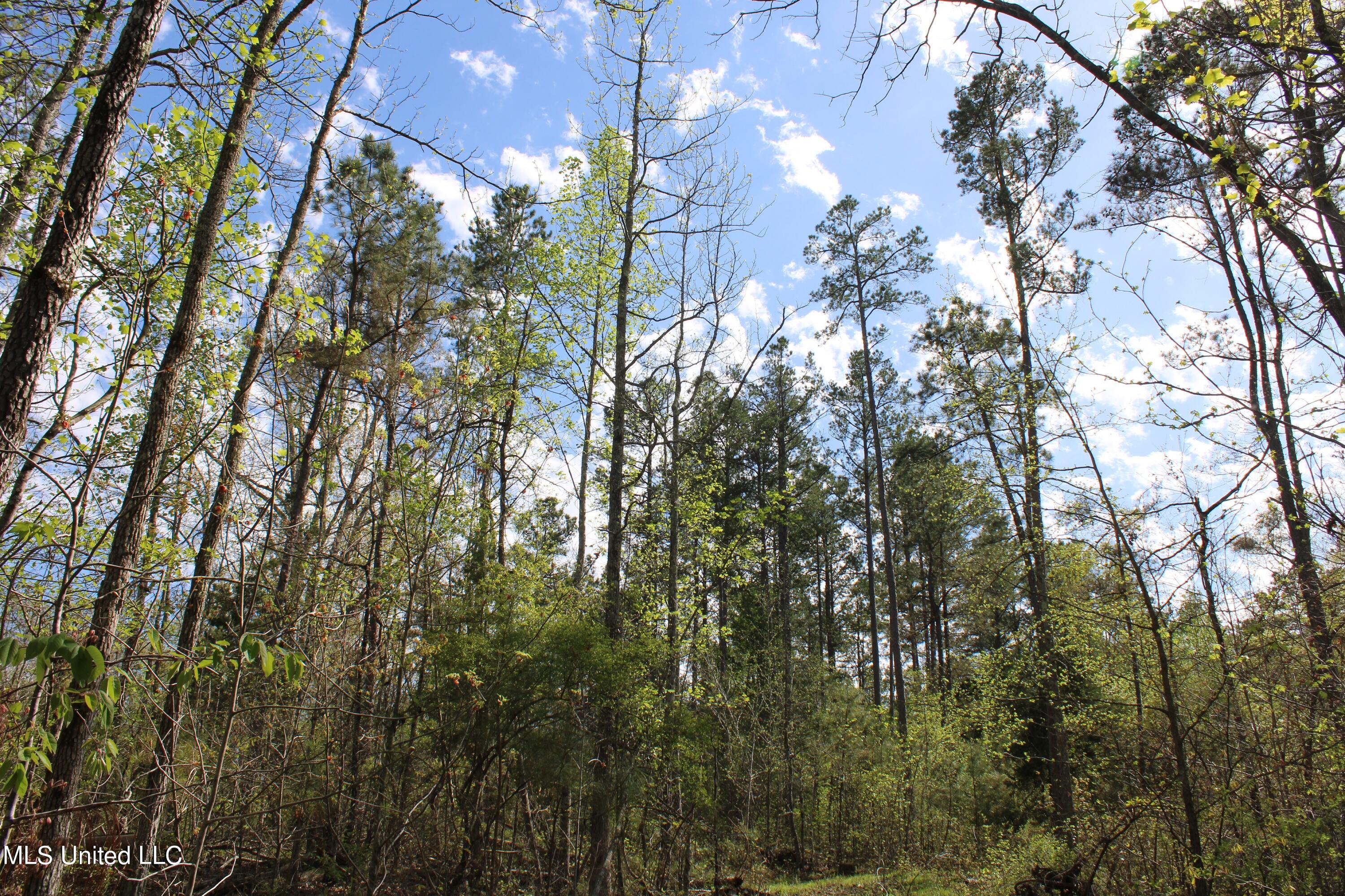 2300 Hamilton Road Falkner, MS 38629 - Photo 24 of 29 IMG_3721