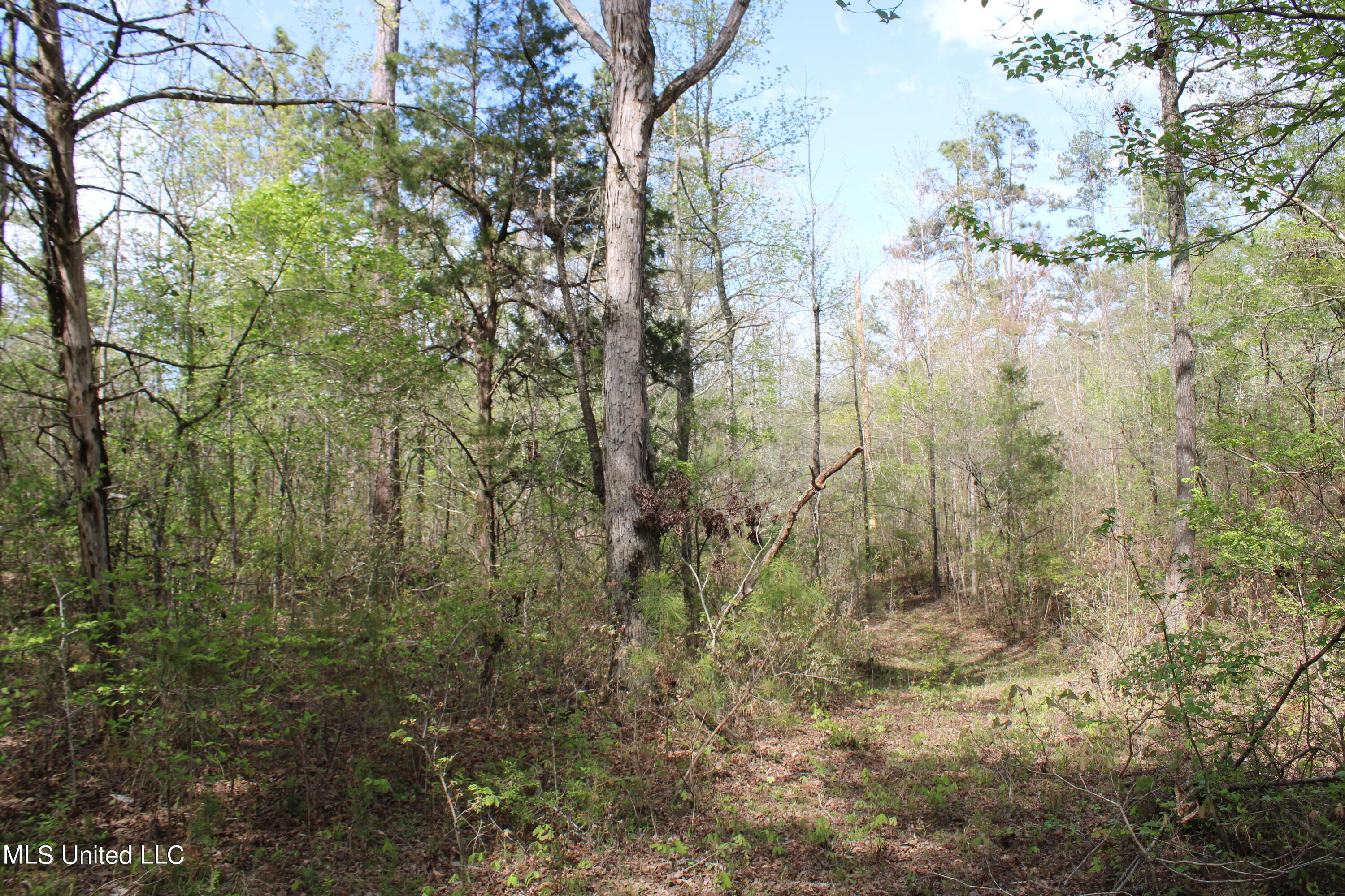2300 Hamilton Road Falkner, MS 38629 - Photo 8 of 29 IMG_3716