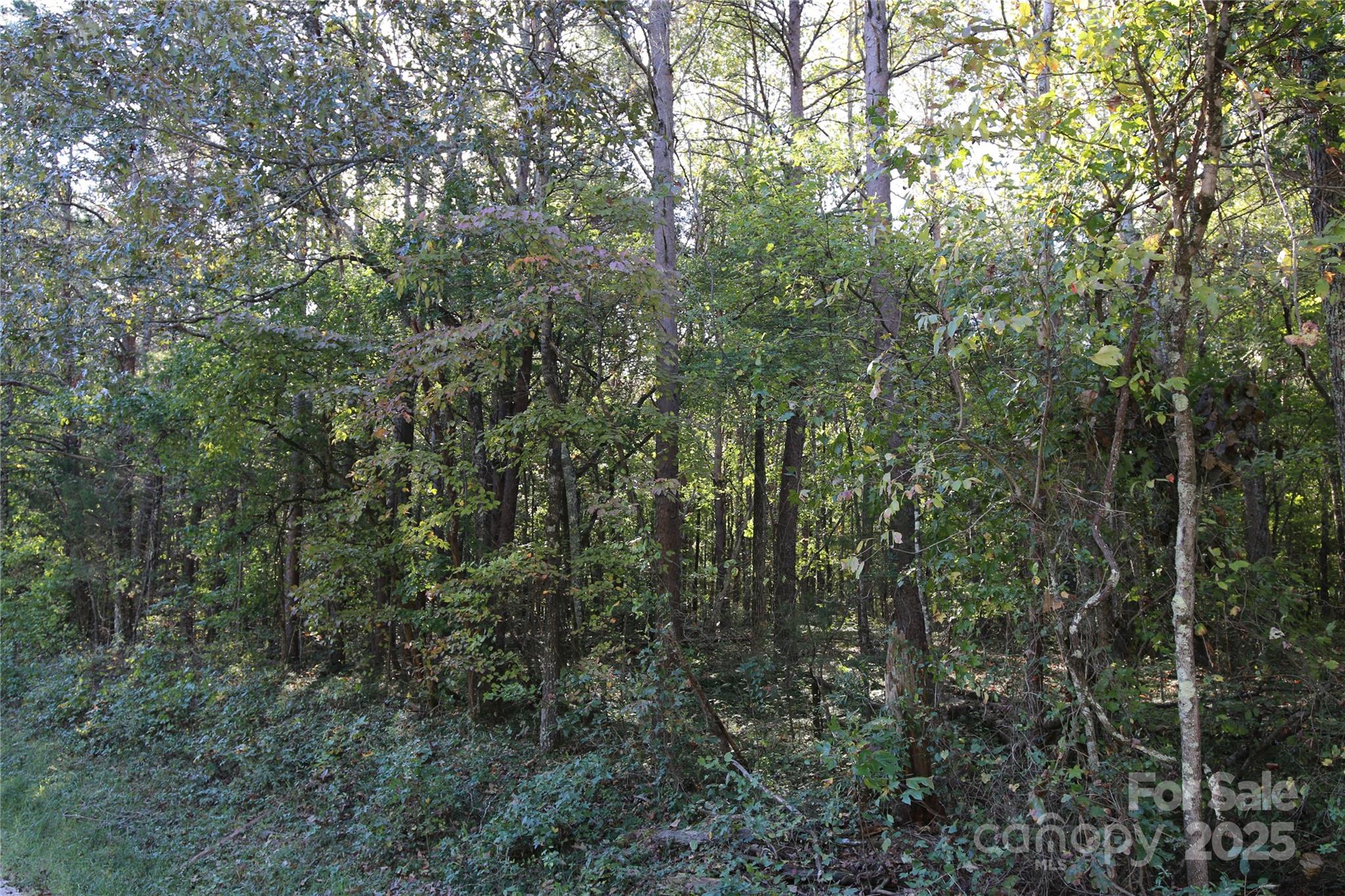 0 Tobas Road Rockwell, NC 28138 - Photo 1 of 4 a view of a forest with lots of trees