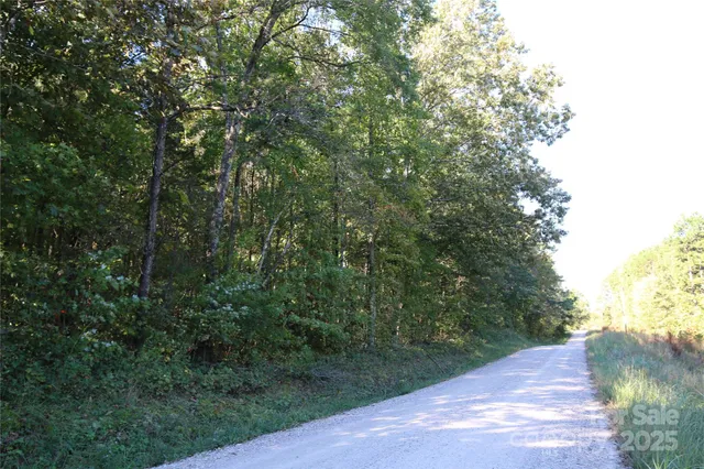 a view of a forest with a tree