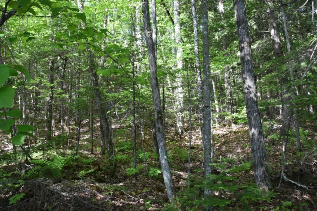 M29-l10-1 Embden Pond Road Embden, ME 04958 - Photo 17 of 19 Wooded area