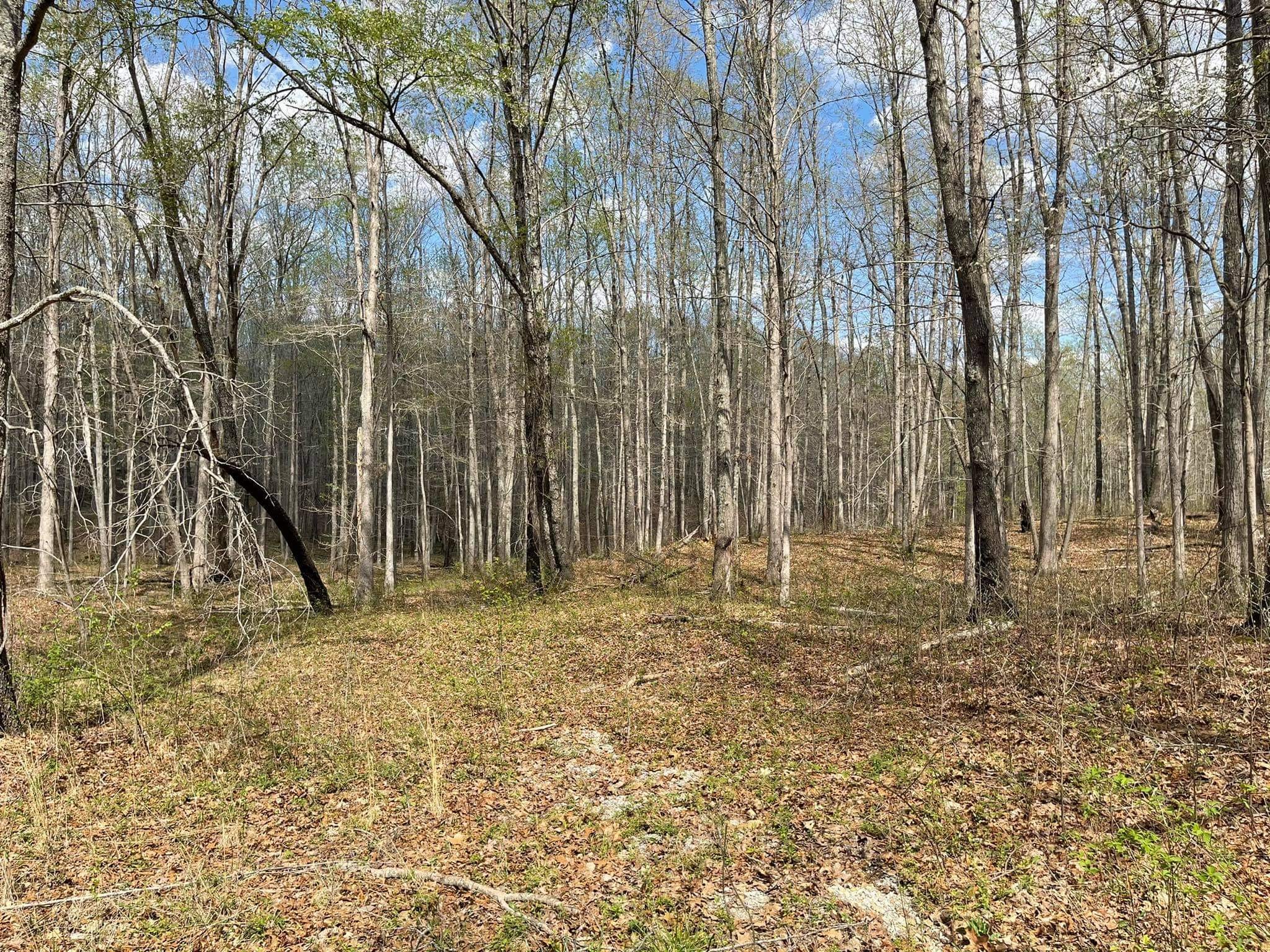 0 Pinewood Road Lyles, TN 37098 - Photo 2 of 14 a view of outdoor space with trees