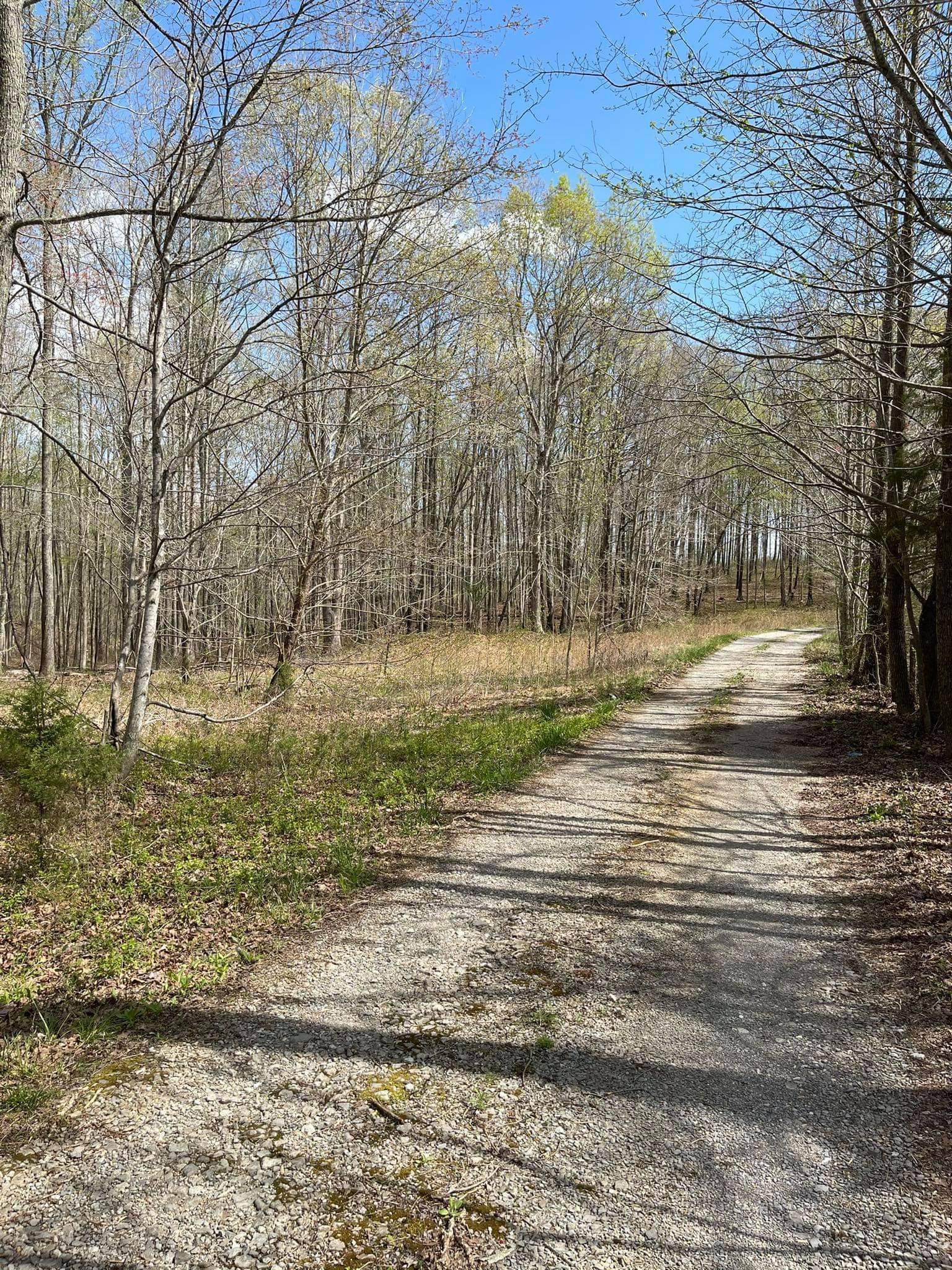 0 Pinewood Road Lyles, TN 37098 - Photo 11 of 14 a view of dirt yard with large trees