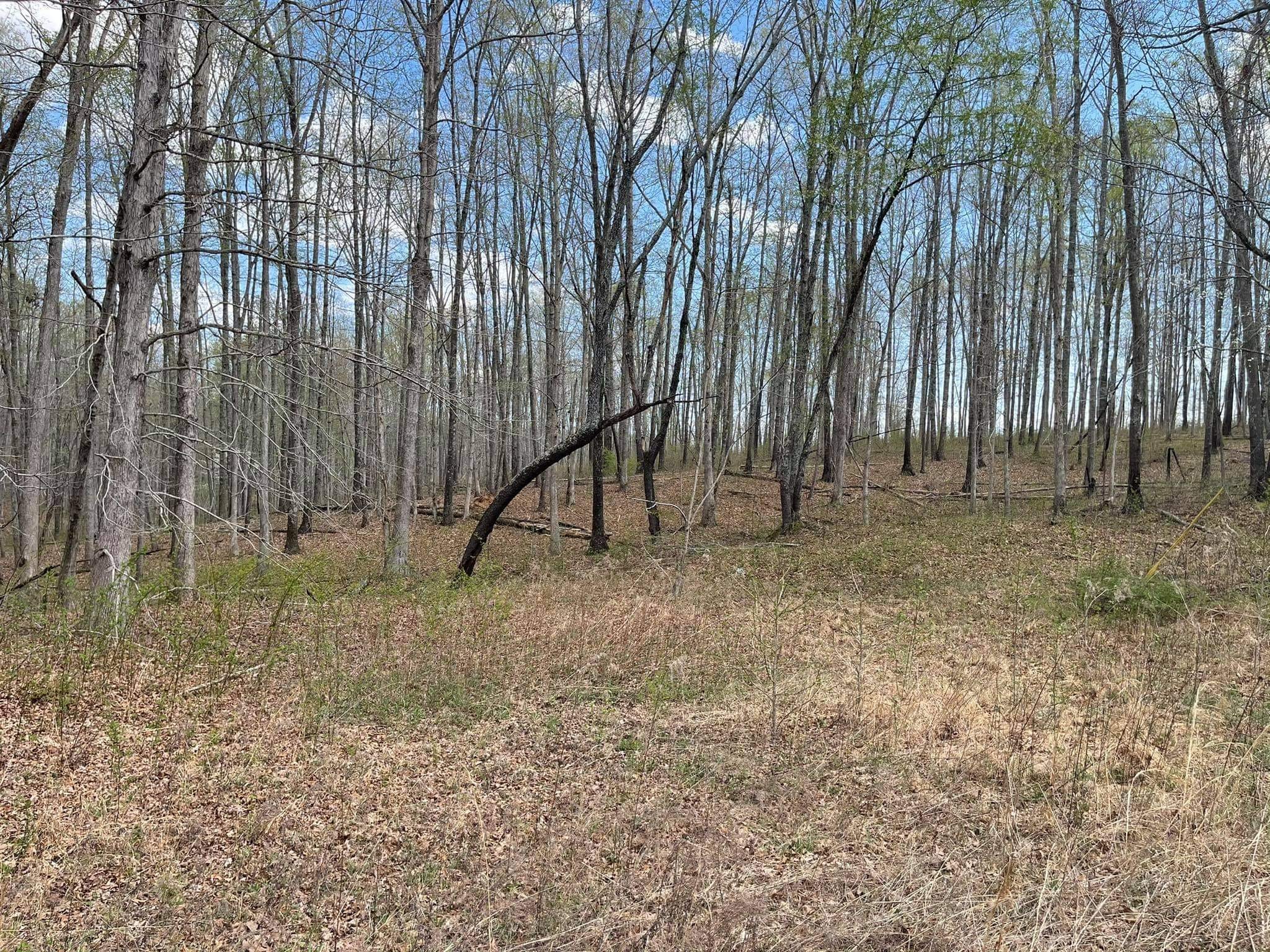 0 Pinewood Road Lyles, TN 37098 - Photo 13 of 14 a view of outdoor space with wooden fence and trees