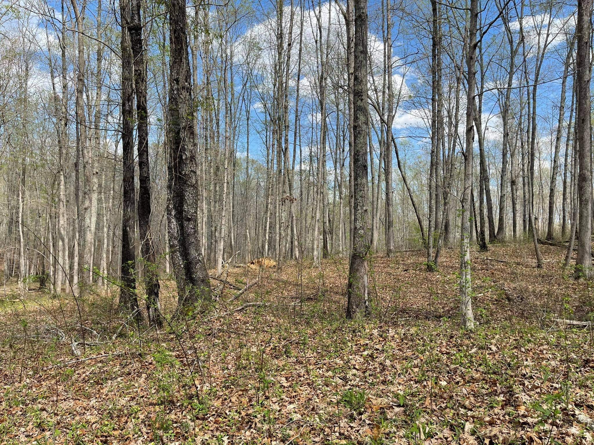 0 Pinewood Road Lyles, TN 37098 - Photo 4 of 14 a backyard of a house with lots of tall trees