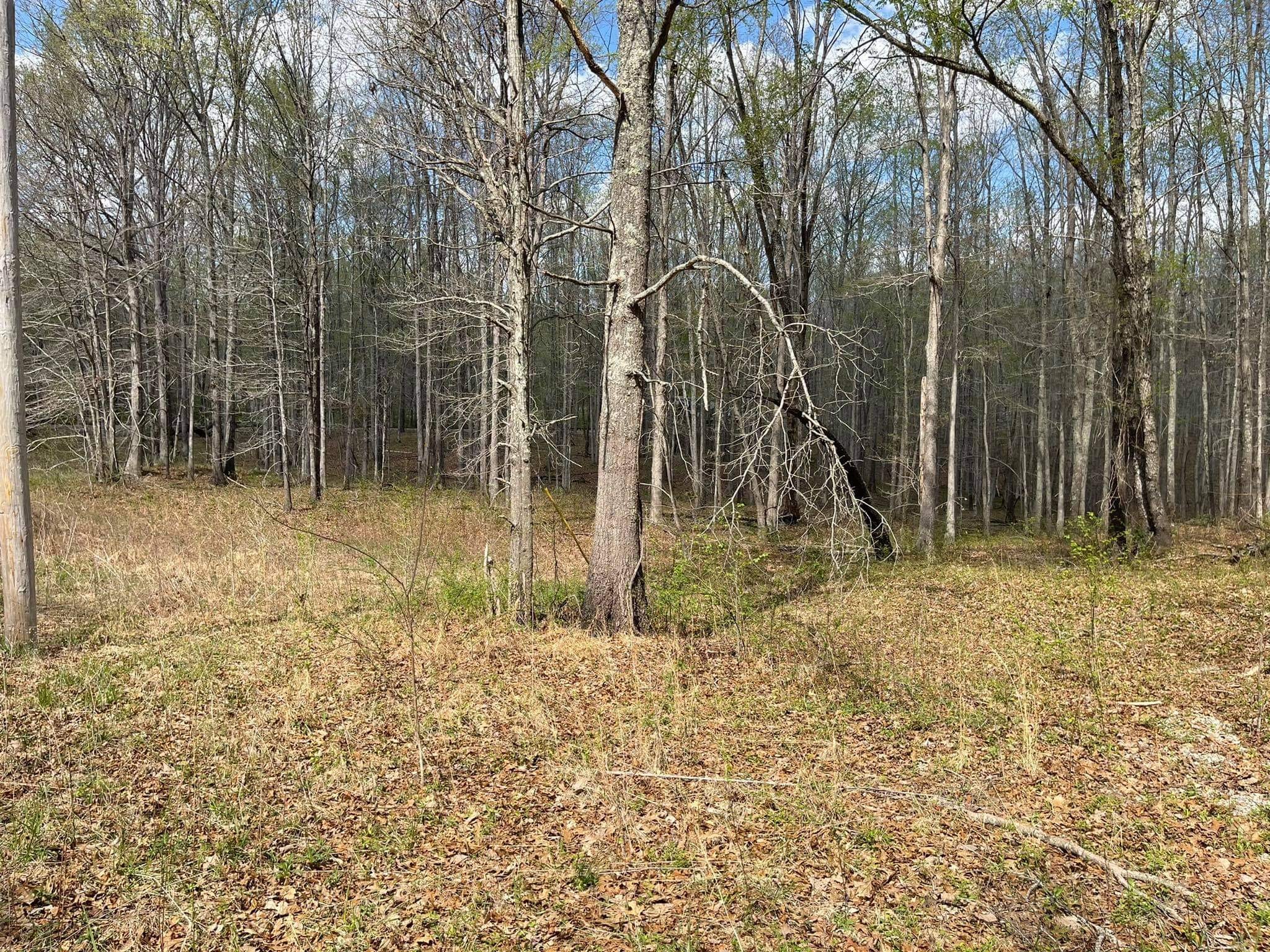 0 Pinewood Road Lyles, TN 37098 - Photo 6 of 14 a view of backyard with green space