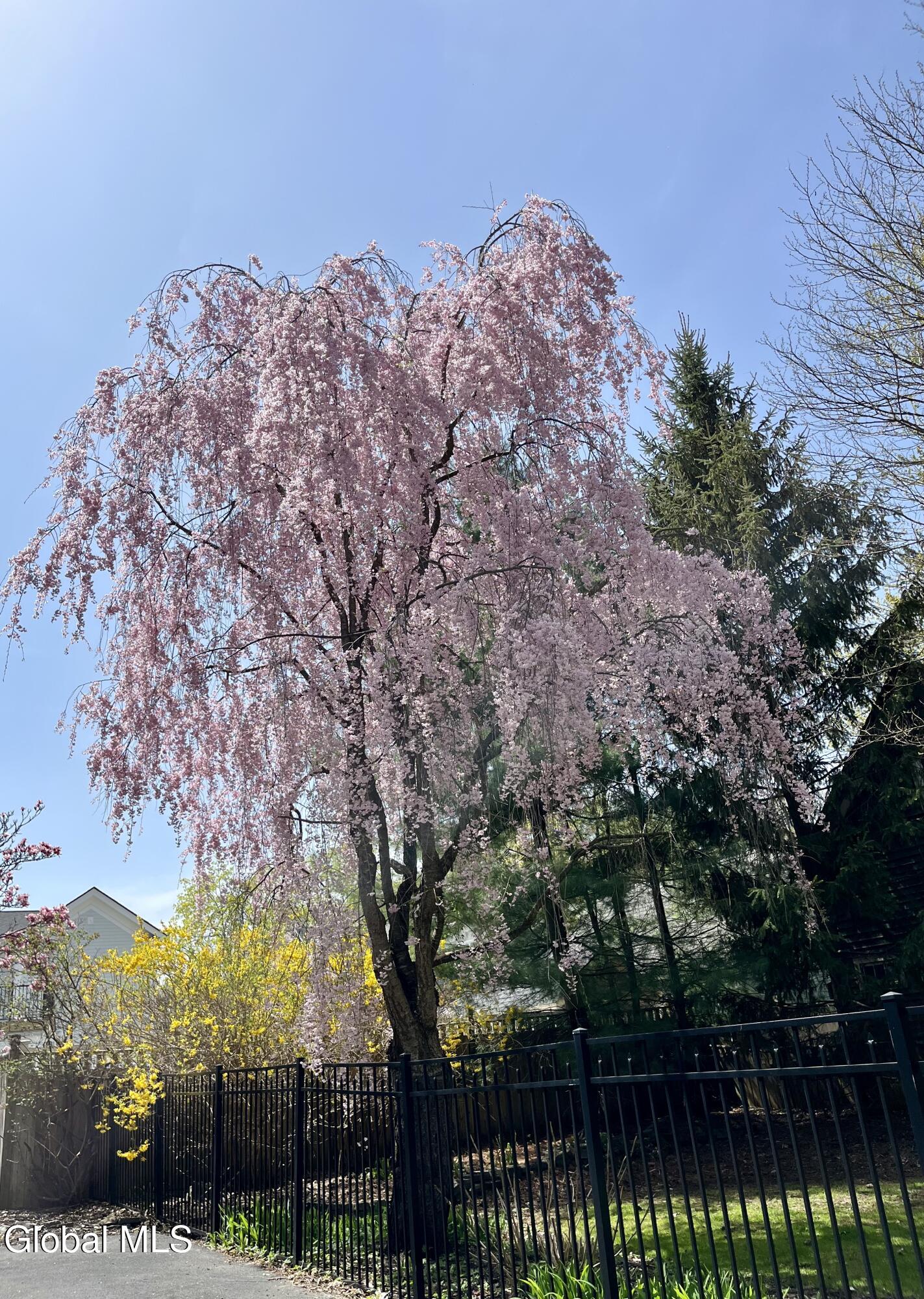 176 Spring Street Saratoga Springs, NY 12866 - Photo 35 of 41 Yard_Weeping Cherry