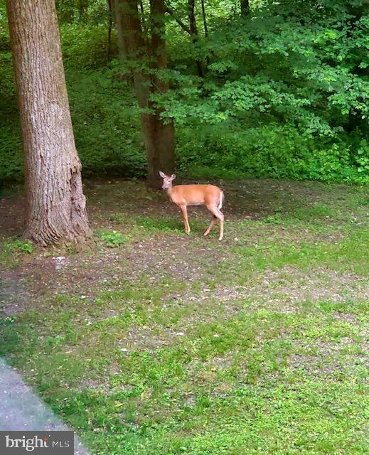 839 Brandywine Road Downingtown, PA 19335 - Photo 31 of 32 Wildlife abounds - one of our resident deer...