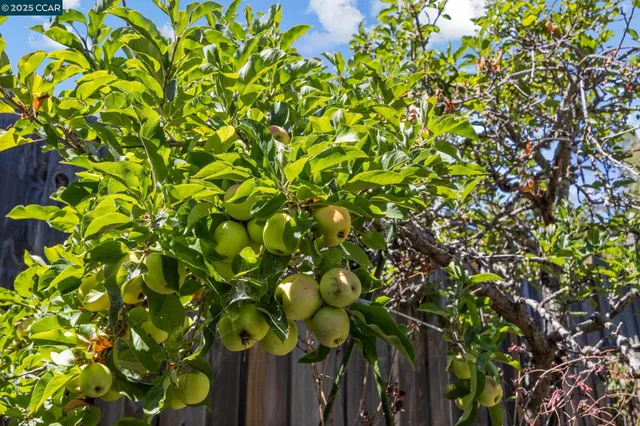 $1,700,000 | 960 Ordway Street, Albany, CA 94706