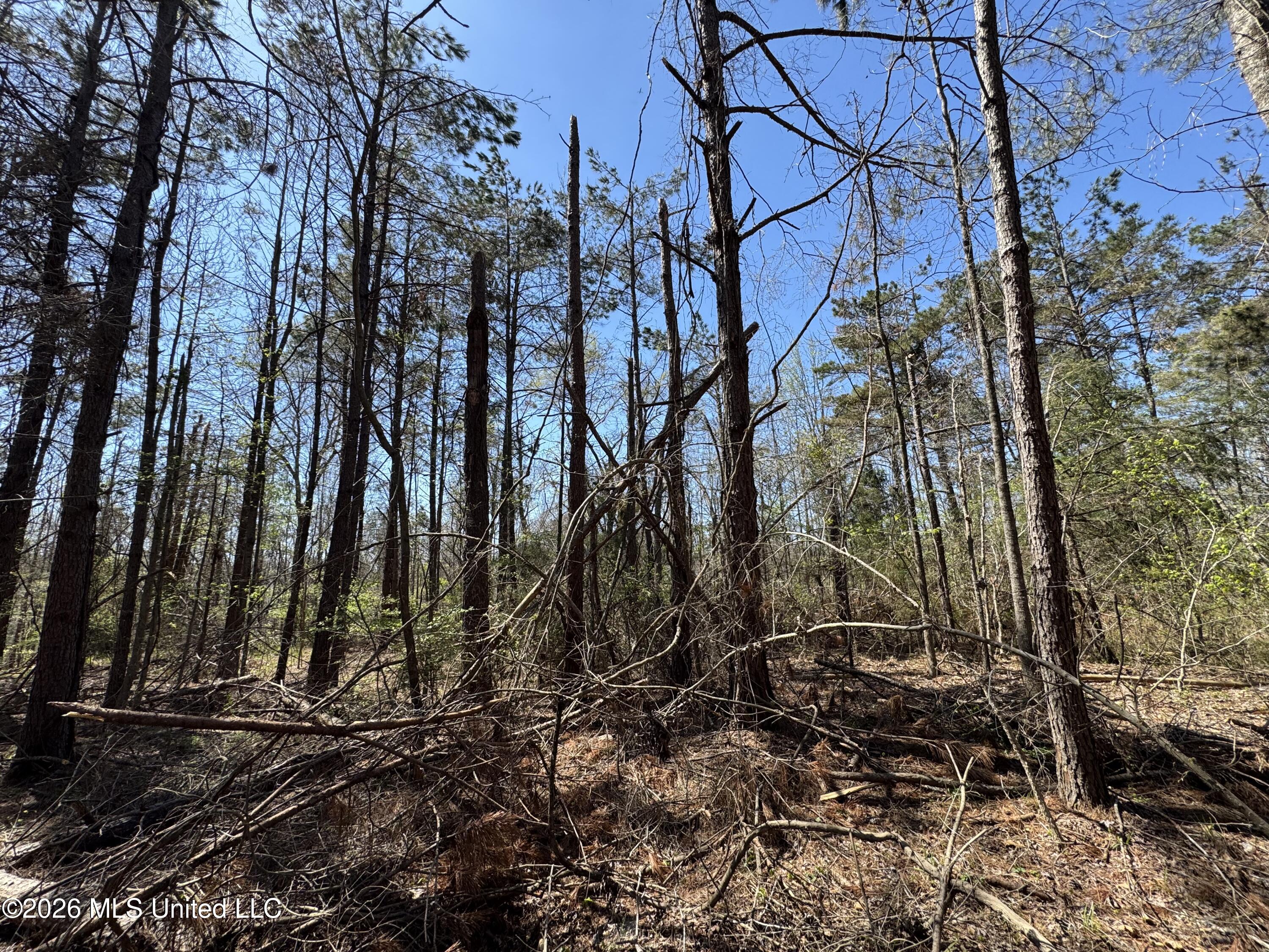 0 North Circle Road Lexington, MS 39095 - Photo 7 of 13 IMG_9307