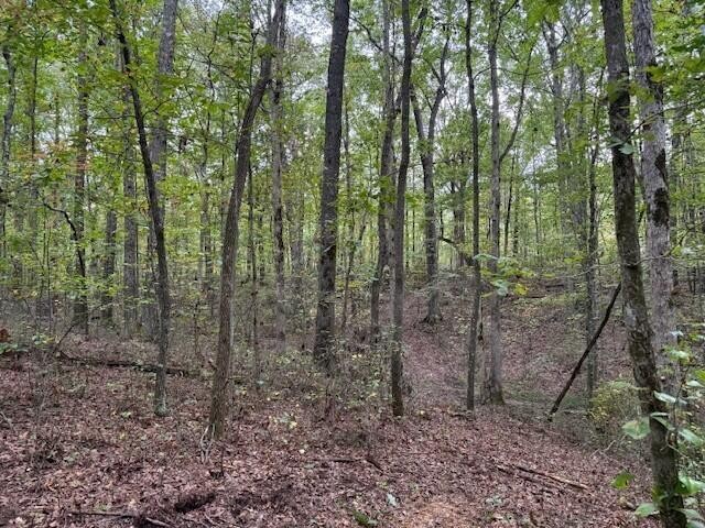 3 Tipple Road Tracy City, TN 37387 - Photo 11 of 18 a view of a forest that has large trees