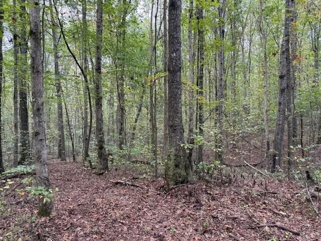3 Tipple Road Tracy City, TN 37387 - Photo 13 of 18 a view of forest