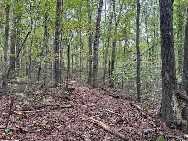 3 Tipple Road Tracy City, TN 37387 - Photo 15 of 18 a view of a forest with trees