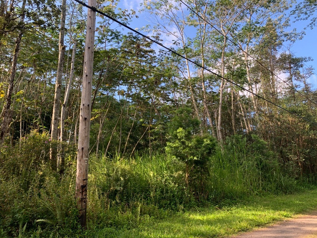 486 Mauna Kea Road Pahoa, HI 96778 - Photo 3 of 5 Gallery Image 3