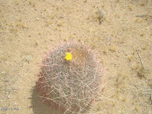 3397 West Santa Fe Ranch Road Yucca, AZ 86438 - Photo 20 of 21 Barrell Cactus