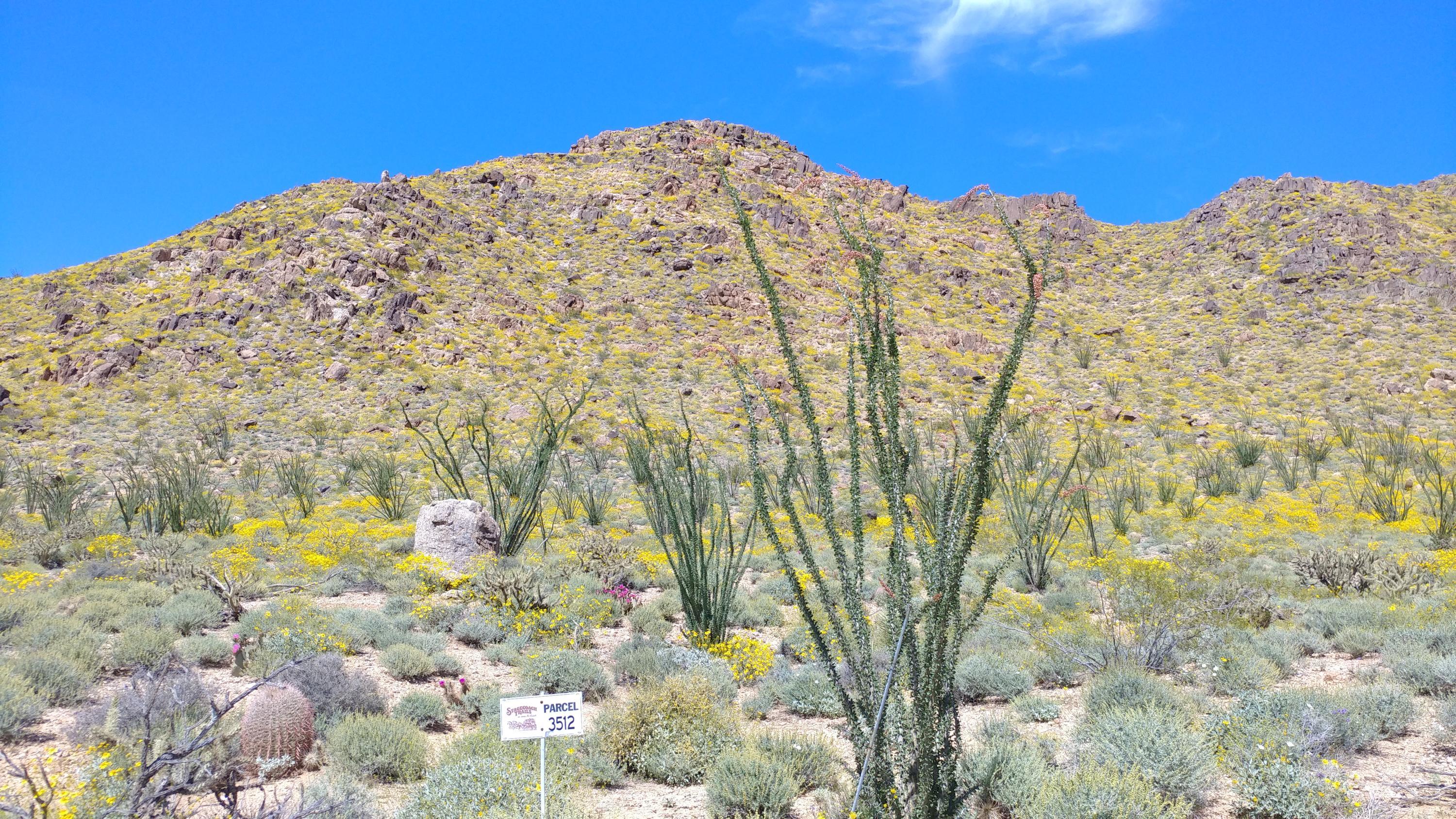 3397 West Santa Fe Ranch Road Yucca, AZ 86438 - Photo 21 of 21 spring flowers at the ranch