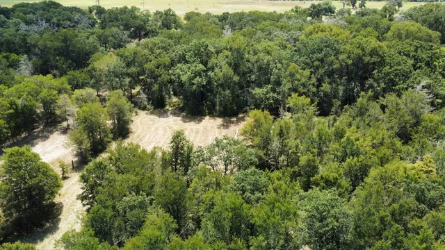 a view of a forest with a street
