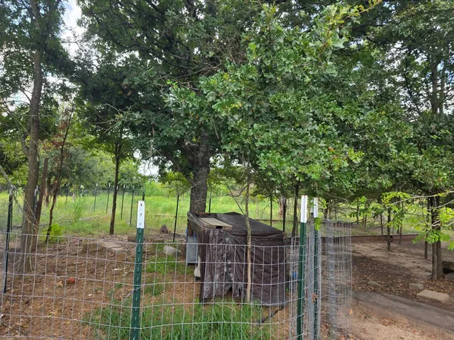 a view of a yard with plants and trees