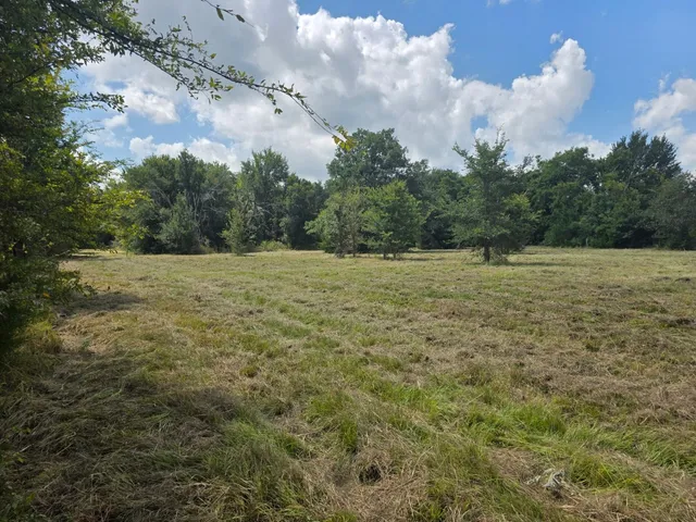 a big yard with lots of tress in it