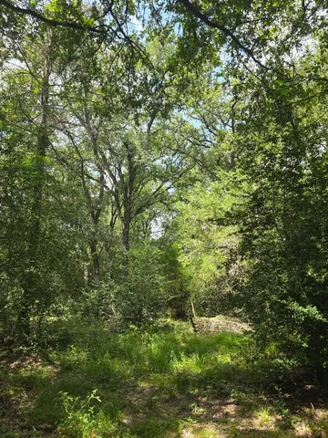 a view of a lush green forest