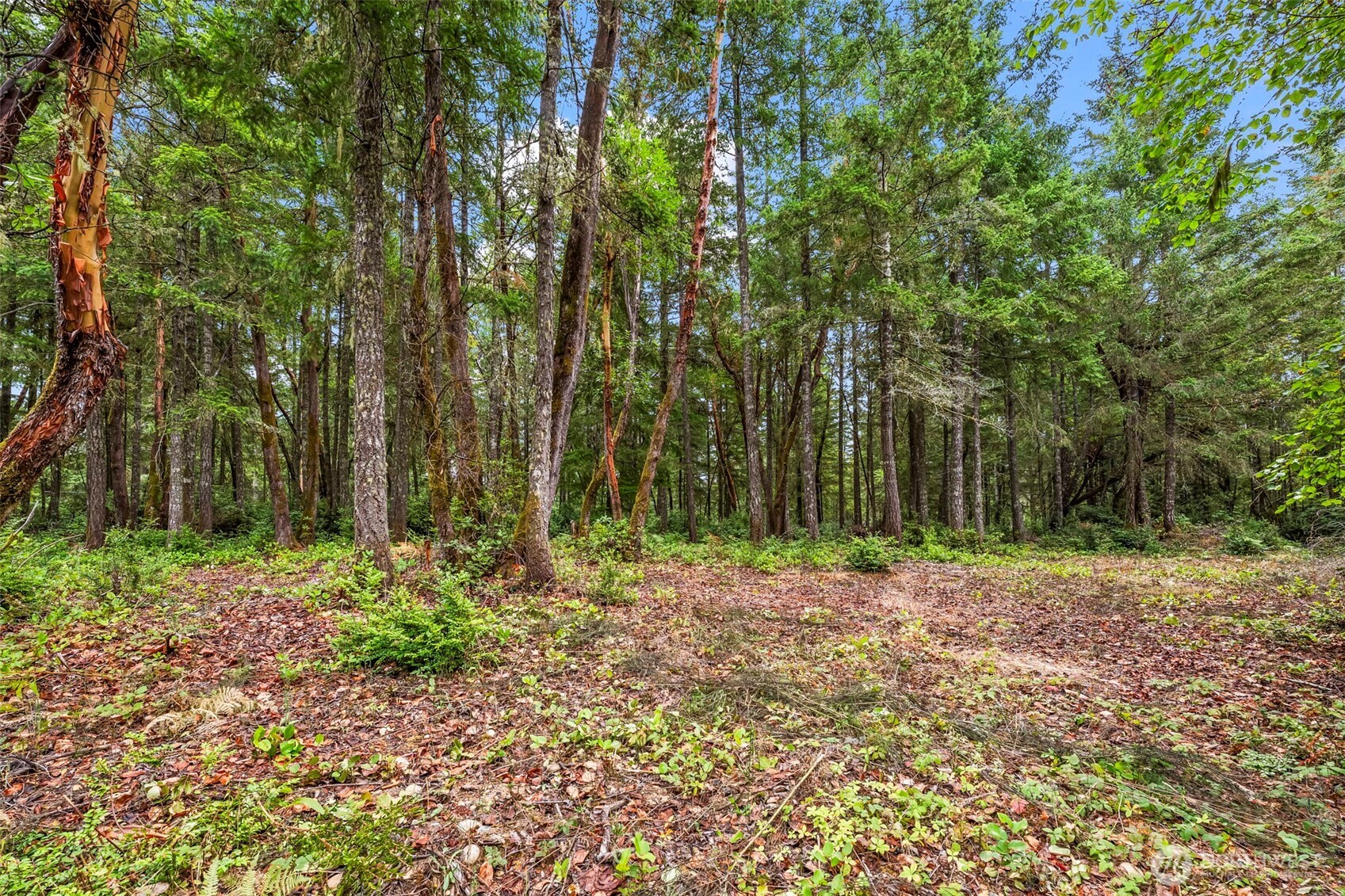 a backyard of a house with lots of green space