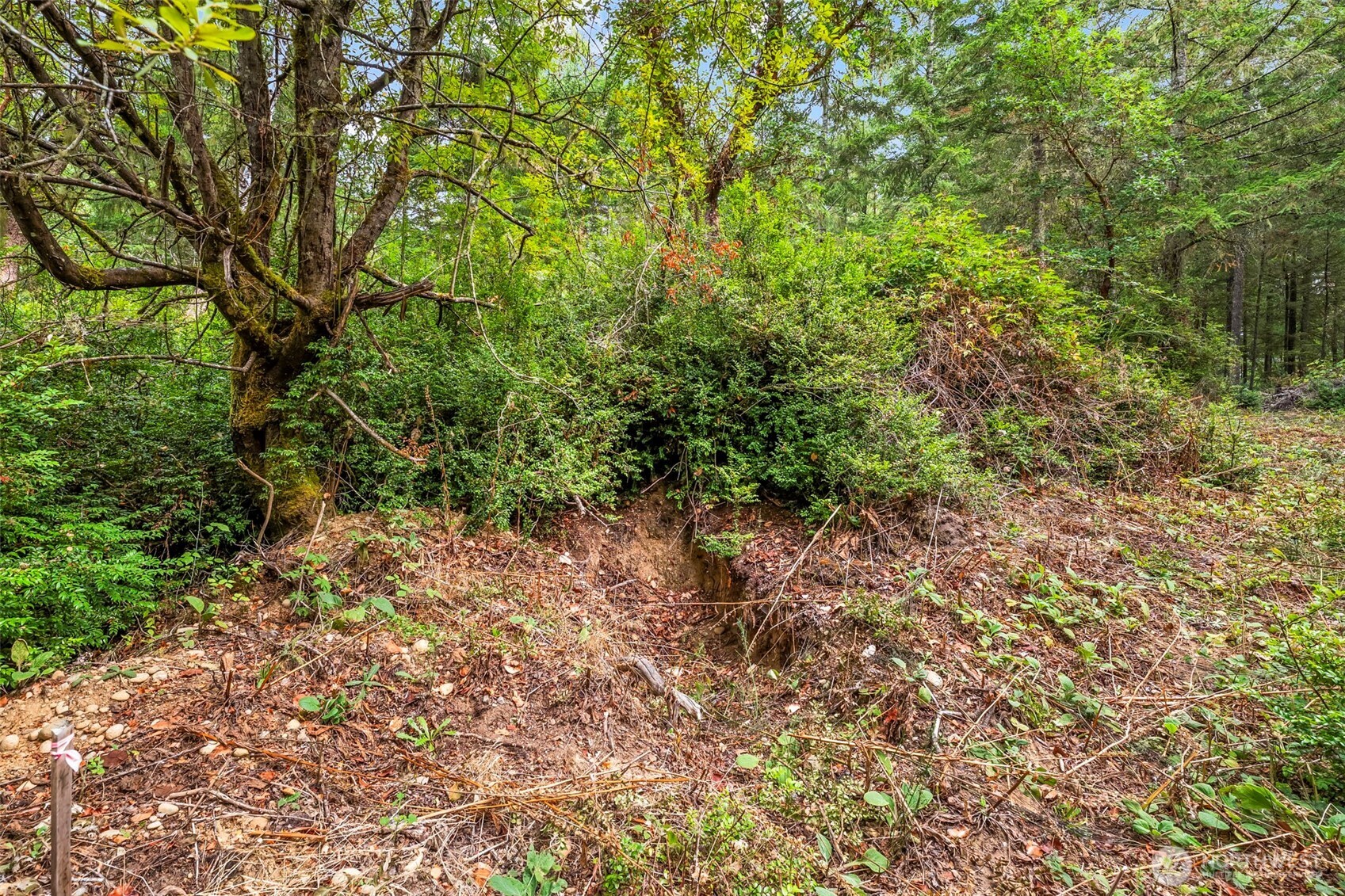 17420 74th Street Northwest Vaughn, WA 98394 - Photo 16 of 17 a view of a yard with a tree